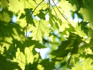 Leaves on trees